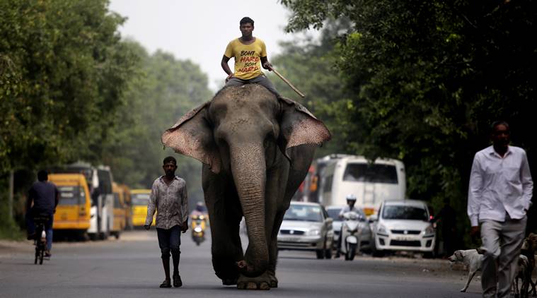 Delhi missing elephant, delhi laxmi elephant, delhi missing laxmi elephant, delhi elephant, delhi's last elephant, laxmi elephant, delhi news, delhi police
