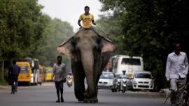 SC refuses to entertain mahout's plea for releasing elephant Laxmi from 'detention'