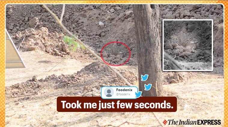 Spot-the-leopard picture goes viral, give it a try | Trending News ...