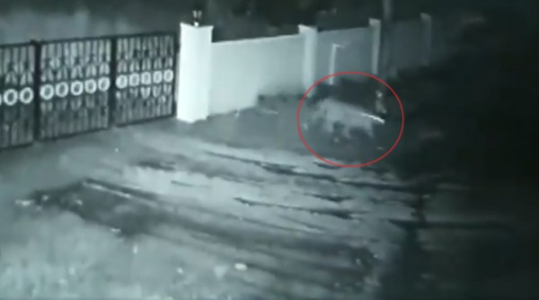 Karnataka leopard dog viral video, leopard takes dog, leopard viral video, trending, indian express, indian express news