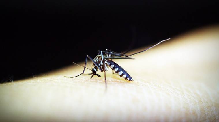 mosquito, mosquito bites, mosquito bite itch, home remedies for mosquito bite itch, indian express