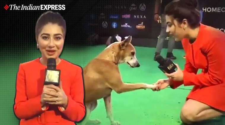iifa awards, dog iifa awards, iifa awards winner list, Aditi bhatia, dog viral video