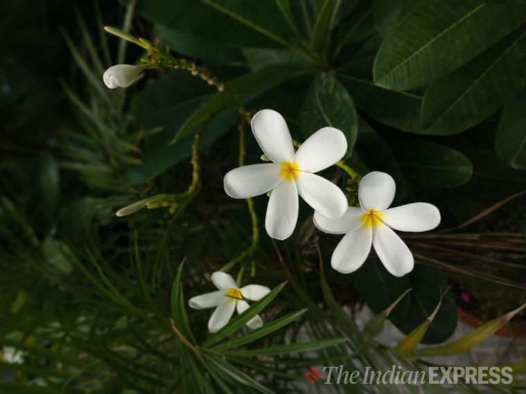 moto e6s camera sample, moto e6s review, moto e6s review