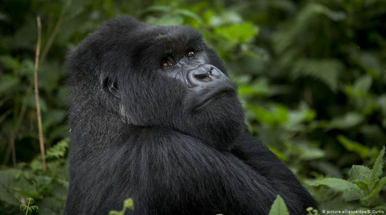 How coffee is helping protect Uganda's endangered mountain gorillas