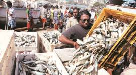 Mumbai: BMC dumps thermocol, fish sellers in civic markets to get ‘eco-friendly’ plastic iceboxes