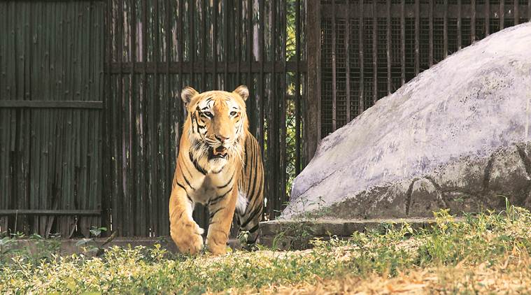 mumbai zoo, tigers at mumbai zoo, tigers in Byculla Zoo, mumbai city news