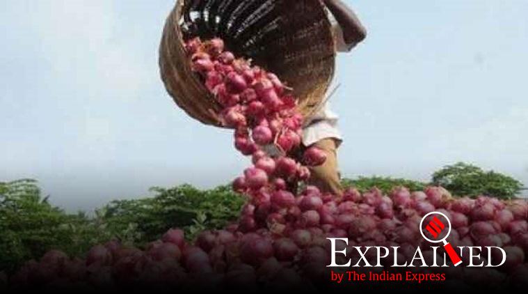 rising onion prices, govt bans export of onions, onion crisis maharashtra, onion prices, maharashtra elections