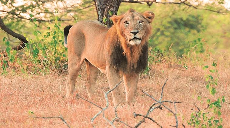 denizens, animals, territory, eye 2019, sunday eye, indian express, indian express news