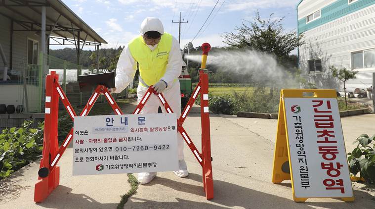 South Korea on high alert after first African swine fever case found