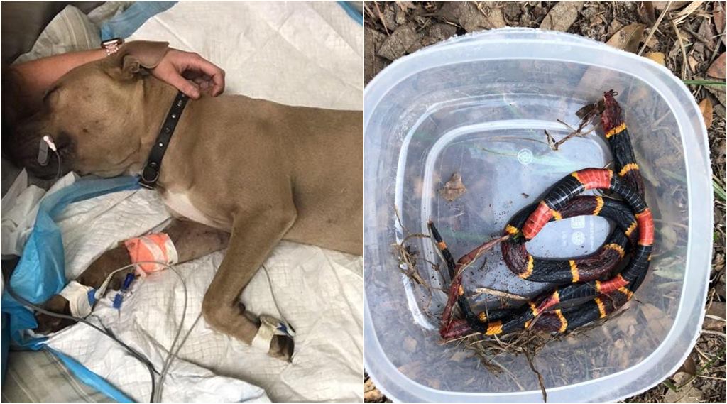 Pit Bull Puppy Sacrifices Self To Protect Kids From Venomous Snake Support Pours Online Trending News The Indian Express