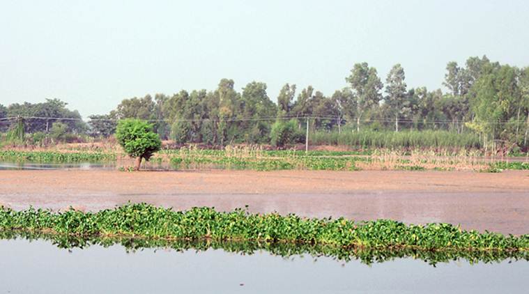 Jalandhar news, Punjab news, Punjab news, Punjab floods, Jalandhar Sutlej floods, indian express