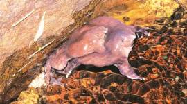 purple frog purple frog, bush frog, wildlife filmmakers, wildlife filmmaking, indian express