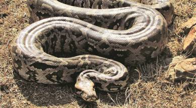Banaskantha: 4 booked for ‘burning’ python alive