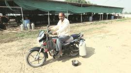 Artificial insemination, sex-sorted semen, BAIF Development Research Foundation, bulls sexed semen