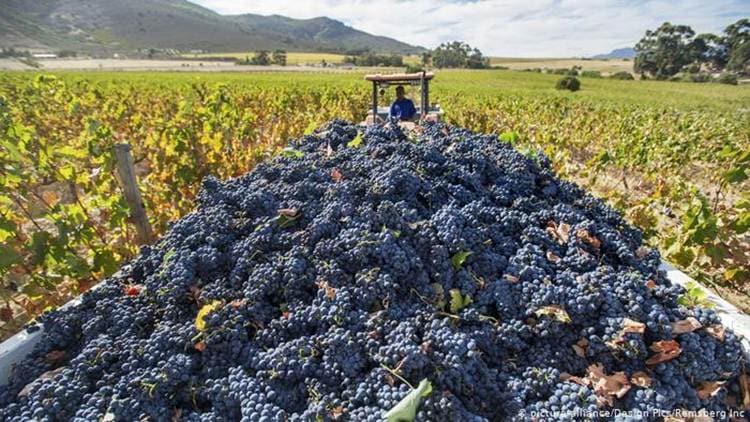 South Africa's winegrowers struggle against droughts and low prices