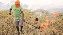 punjab news, punjab farmers hold dhana, stubble burning, punjab government, farmer unions, indian express
