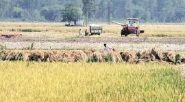 Delhi air pollution, punjab crop burning, pujab stubble burning, punjab wheat crops, amarinder singh