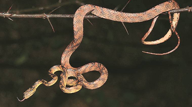 Image result for Snake Species Named After Uddhav Thackeray Son Tejas