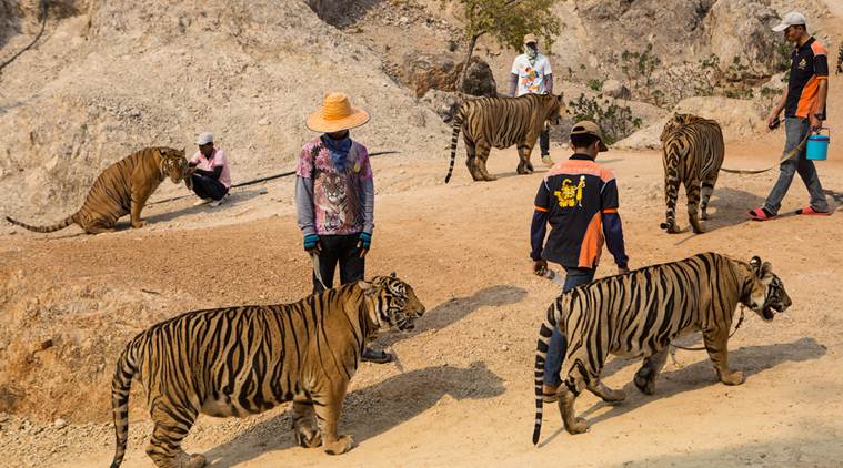 86 tigers from notorious Thai temple died in government custody