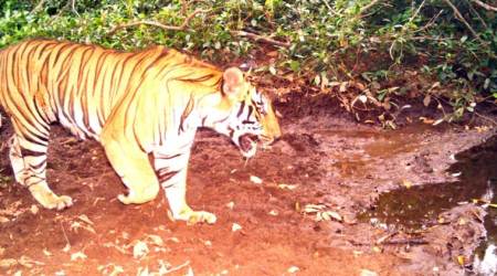 Tiger count up but official photos show one in seven could just be a paper tiger