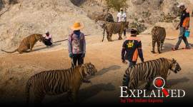 thailand tigers dead, tiger temple thailand, tiger temple controversy, Thailand temple tigers, Thailand government, world news