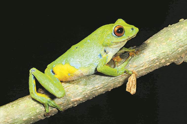 purple frog, bush frog, wildlife filmmakers, wildlife filmmaking, indian express