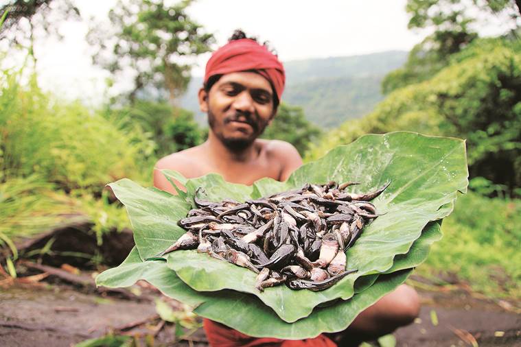 purple frog, bush frog, wildlife filmmakers, wildlife filmmaking, indian express