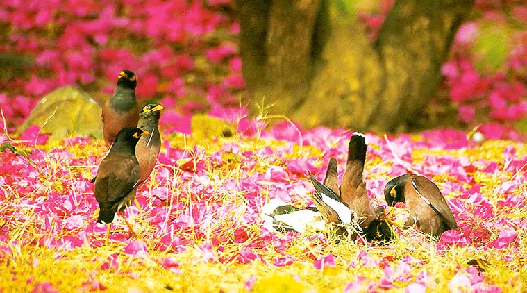 birders, Delhi’s Deer Park, VIP Siberian cranes, Naukuchiatal