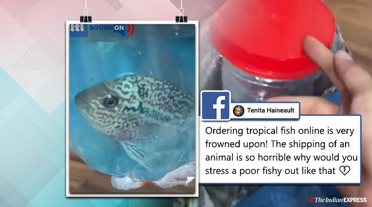 tropical fish online