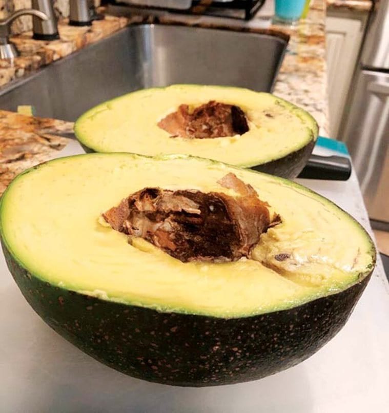 Guinness World Records, heaviest avocado, indianexpress.com, indianexpress, Pokini family, avocado harvest, world's heaviest avocado, pokini family, hawaii, 