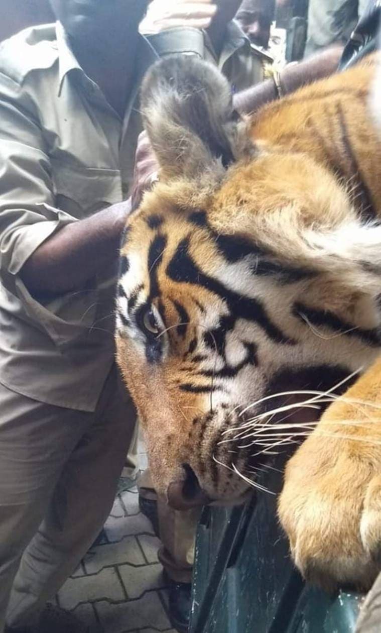 Bandipur-tiger-caught