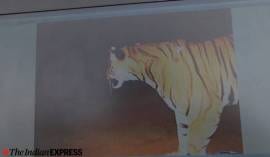 Bandipur-tiger-killed-spotted-camera-trap