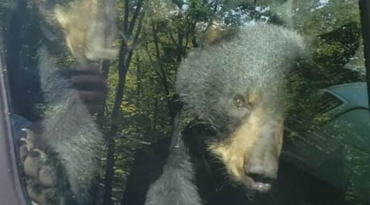 Two bear cubs get stuck inside van honks for help, bear cubs stuck inside van, Trending, Indian express news