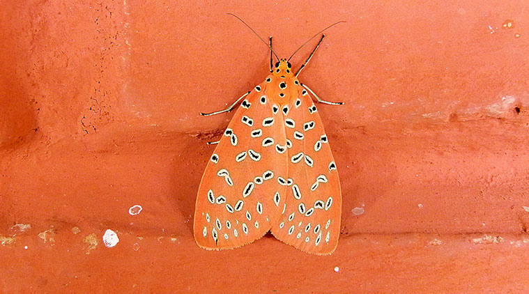 Butterfly Month, dusky gold, raw silk, sodium-vapour, caterpillars