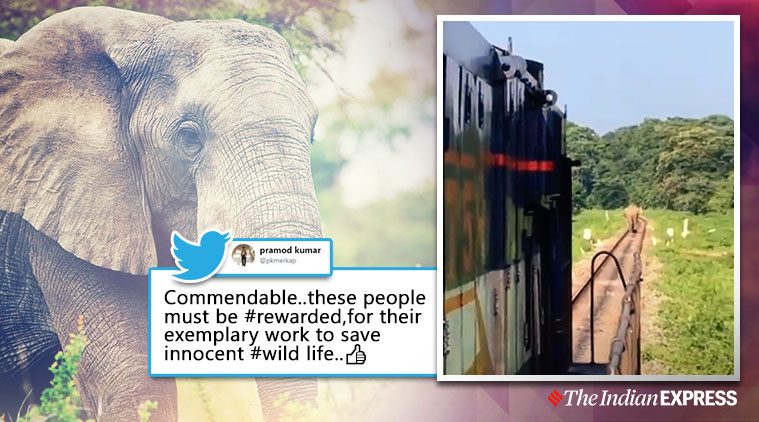 train stop for elephant to cross, duars elephant train tracks, elephant train traccks, man elephant conflict, train drivers stop train elephant to cross, viral videos, good news, indian express