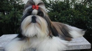 Blood4Pet, Pet Dog, Shih Tzu