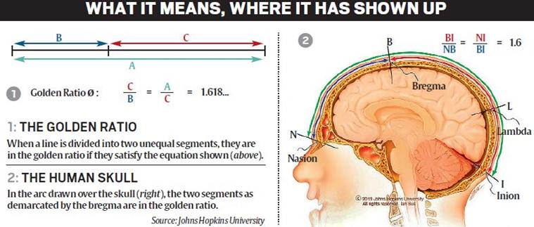 The mysterious golden ratio: why is it everywhere, now in human skull?