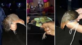 Jatinga Feature no alt set