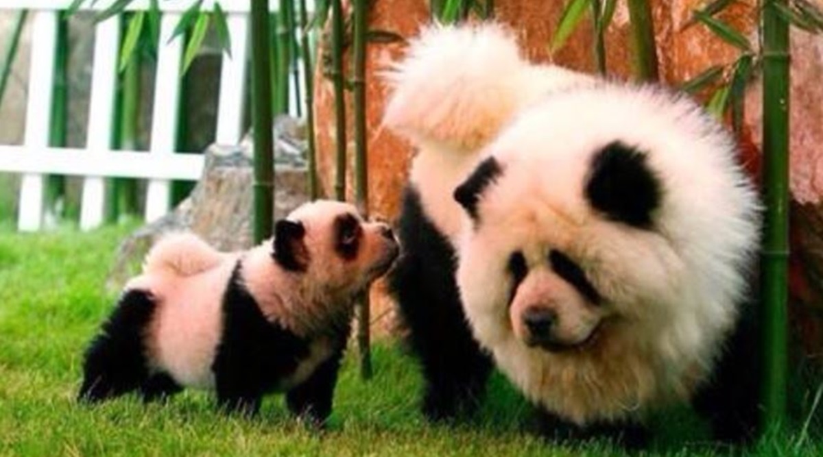china panda dog