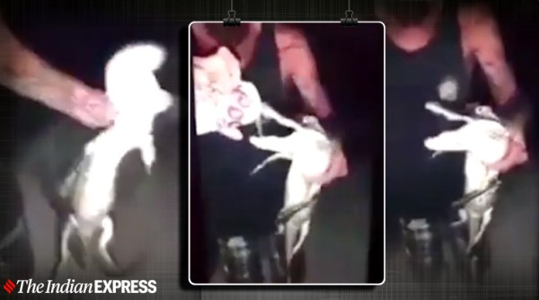 Alligator video, Alligator drunks beer, Florida man forces baby alligator drink beer, alligator man arrested, US, US man alligator viral video, man forces beer, Animal abuse, trending, indian express, indian express news