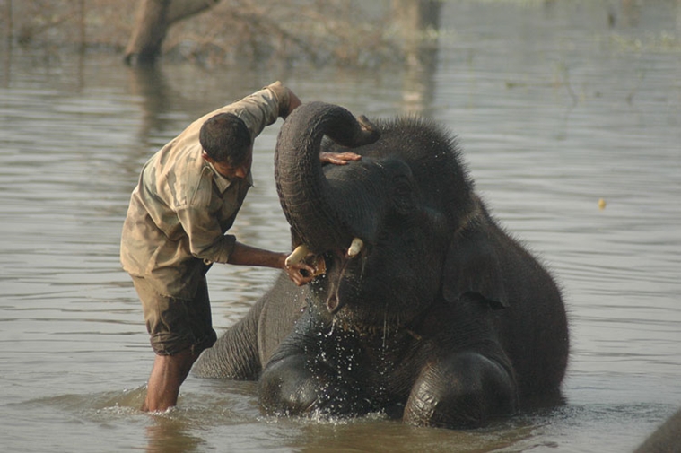 Sakrebailukarnataka-elephant