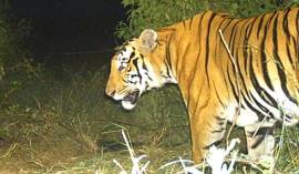 tiger stuck in river in Maharashtra, tiger population in Maharashtra, tiger rescue efforts, chandrapur tigers, indian express, latest news