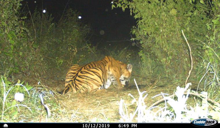 Tiger-bandipur-trap-cam-759