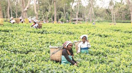 assam tea garden, assam tea garden schemes, himanta biswa sarma assam, assam news, latest news
