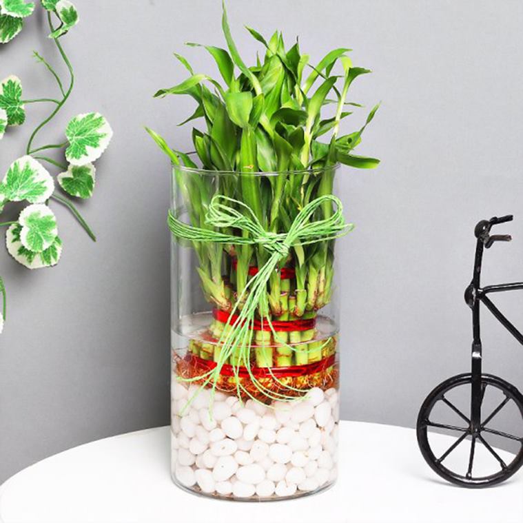 plants, plants to gift, air purifying plants,