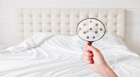 bed bugs, bed bug facts, bed bug myths, indian express, indian express news