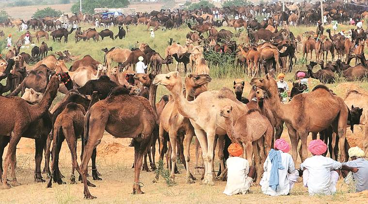 Camel numbers lowest in Rajasthan in 7 decades | Jaipur News - The