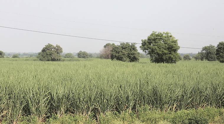 Maharashtra: Amid rural distress, crop insurance remains a ray of hope for farmers