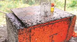 Mumbai caterpillar in rain, mumbai rains, caterpillar in Mumbai rain, mumbai weather, mumbai city news