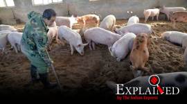 Explained: Why rising pork prices threaten China's growth momentum